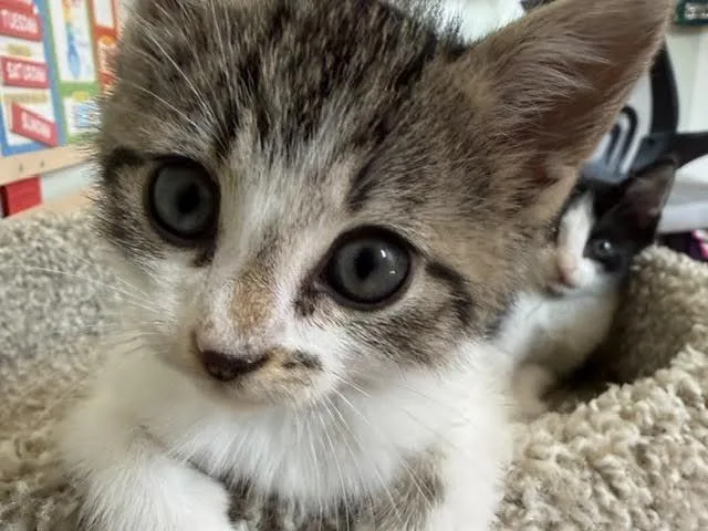 A baby medium-sized male Domestic Short Hair cat named Dave for adoption in Mayfield, NY