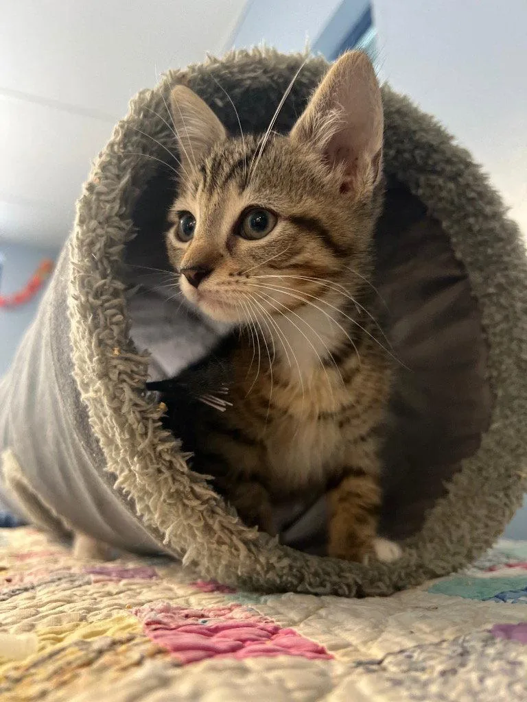 A baby small-sized male Domestic Short Hair cat named Beau for adoption in Lovingston, VA