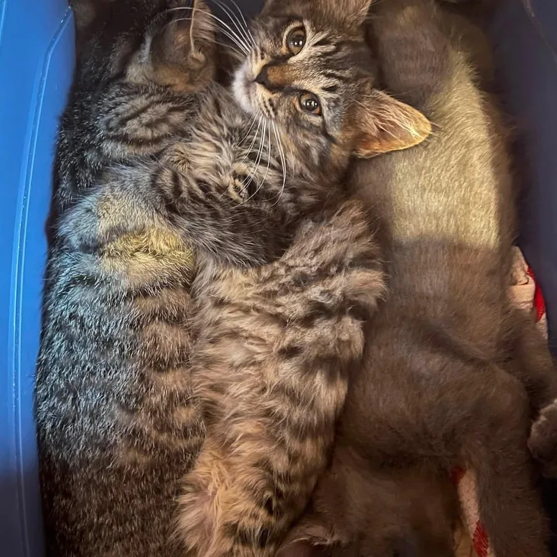 A baby medium-sized male Tabby (Brown / Chocolate) Domestic Long Hair cat named French Fry for adoption in Baltimore, MD
