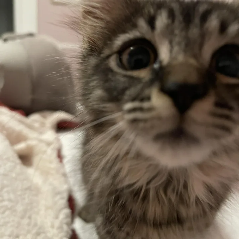 French Fry thumbnail 3