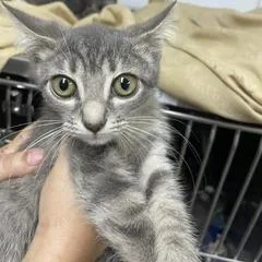 A baby small-sized female Gray / Blue / Silver Domestic Short Hair cat named India for adoption in Marble, NC