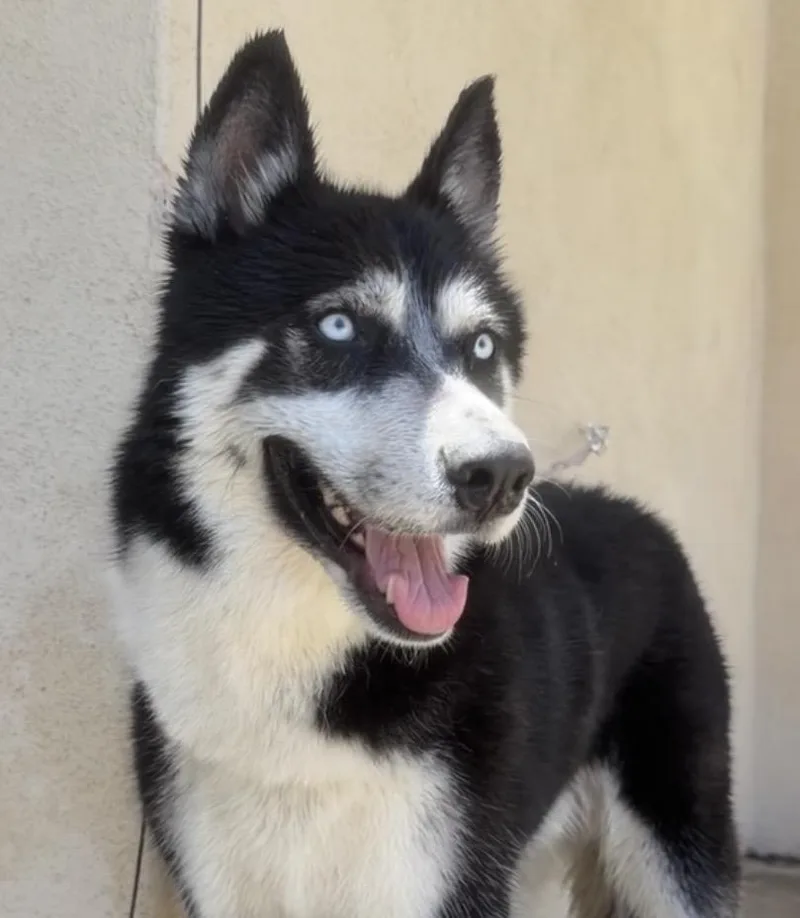 An adult large-sized male Siberian Husky dog named Nobu for adoption in Palm desert, CA