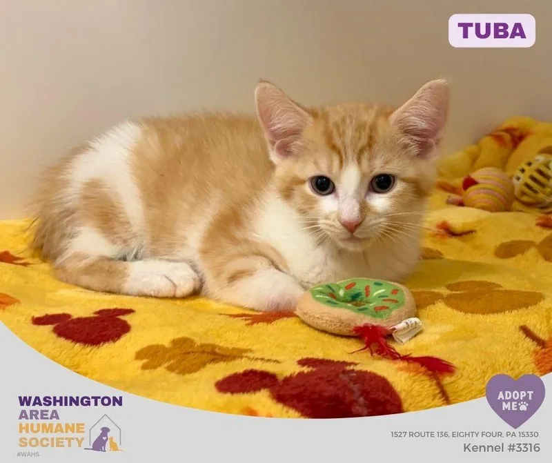 A baby small-sized male Orange & White Domestic Short Hair cat named Tuba for adoption in Eighty Four, PA