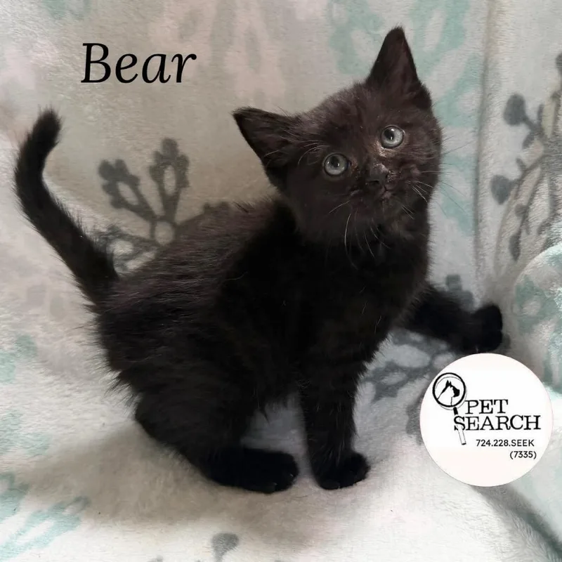 A baby small-sized male Black Domestic Short Hair cat named Bear for adoption in Washington, PA