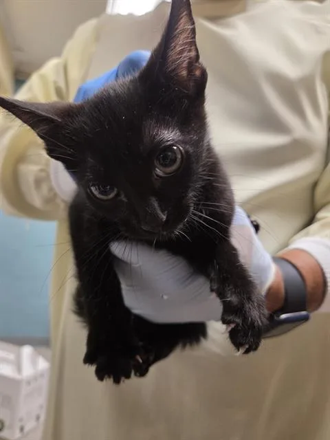 A baby small-sized male Domestic Short Hair cat named Ernie for adoption in Kent, WA