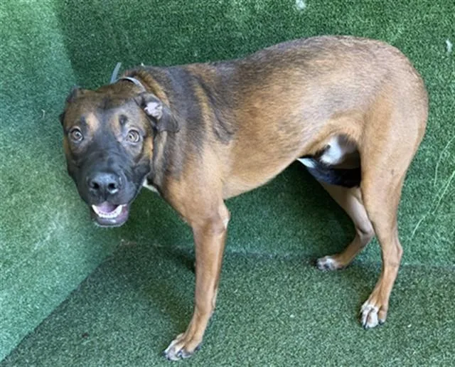 A young large-sized male German Shepherd Dog dog named Charlie for adoption in Lancaster, CA