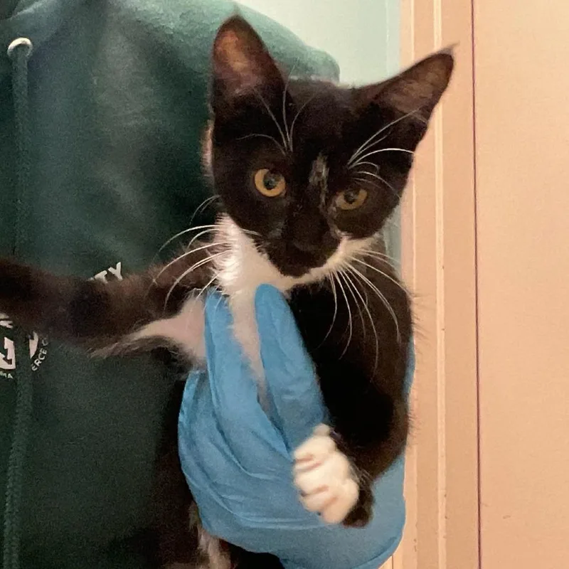 A baby small-sized female Black Domestic Short Hair cat named Lucy for adoption in Tacoma, WA