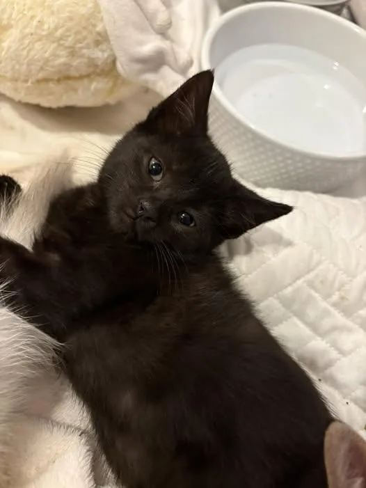A baby medium-sized female Domestic Short Hair cat named Zara for adoption in Chesapeake Beach, MD
