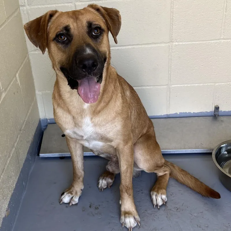 An adult large-sized male Brown / Chocolate Mixed Breed dog named Surge for adoption in Lufkin, TX