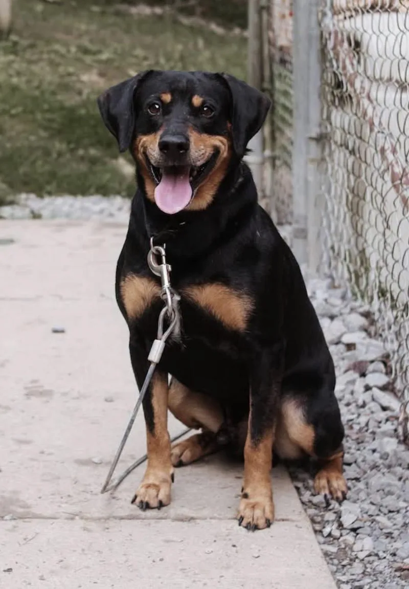 A young medium-sized male Black and Tan Coonhound dog named Ralph for adoption in Grafton, WV