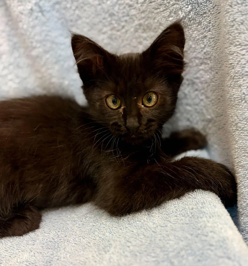 A baby medium-sized female Black Domestic Medium Hair cat named Fudge for adoption in Oakland, CA
