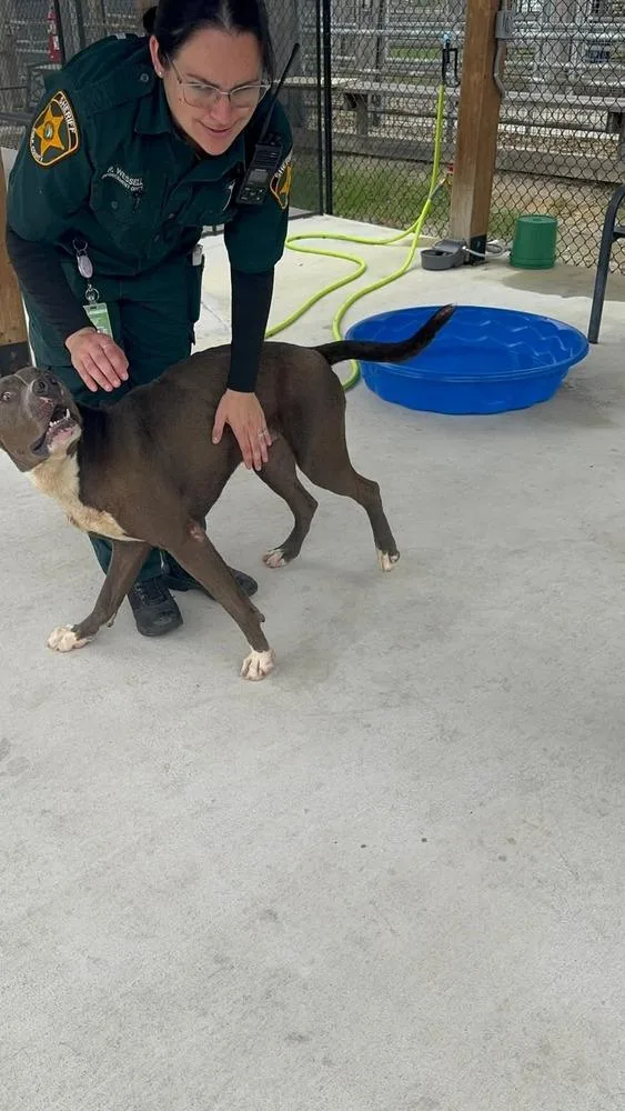 An adult large-sized male American Bulldog dog named Diesel for adoption in Lakeland, FL