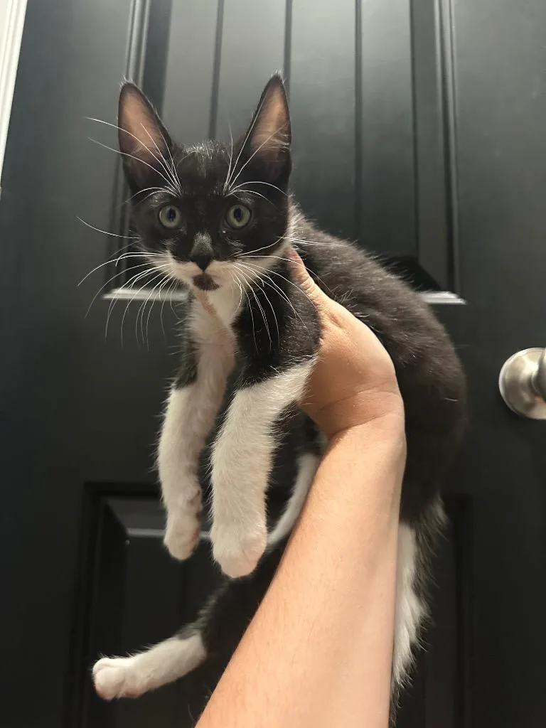A baby large-sized male Domestic Short Hair cat named Romeo for adoption in warrenville, SC