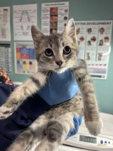 A baby small-sized female Domestic Short Hair cat named Polara for adoption in Sherwood, OR