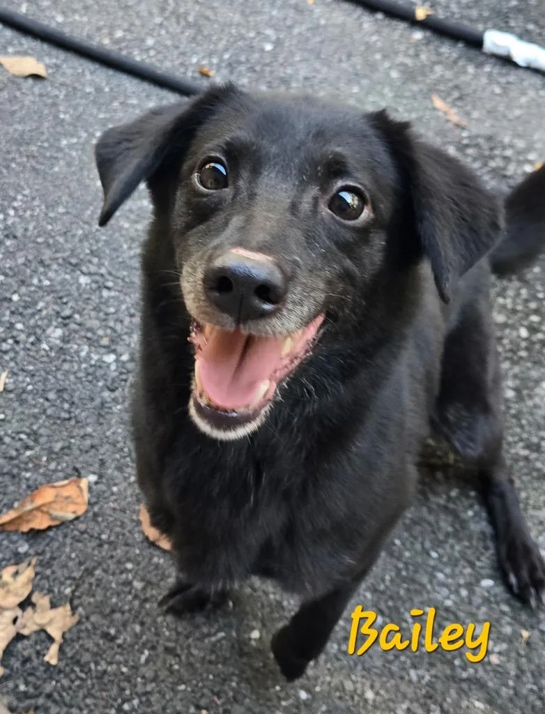An adult medium-sized female Dachshund dog named Bailey for adoption in Pottsville, PA