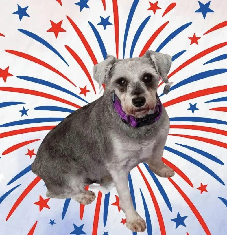 An adult small-sized female Miniature Schnauzer dog named Tonya Tucker for adoption in Norfolk, VA