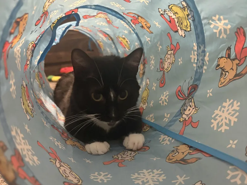 An adult medium-sized female Black & White / Tuxedo Domestic Short Hair cat named Mama for adoption in Mayfield, NY