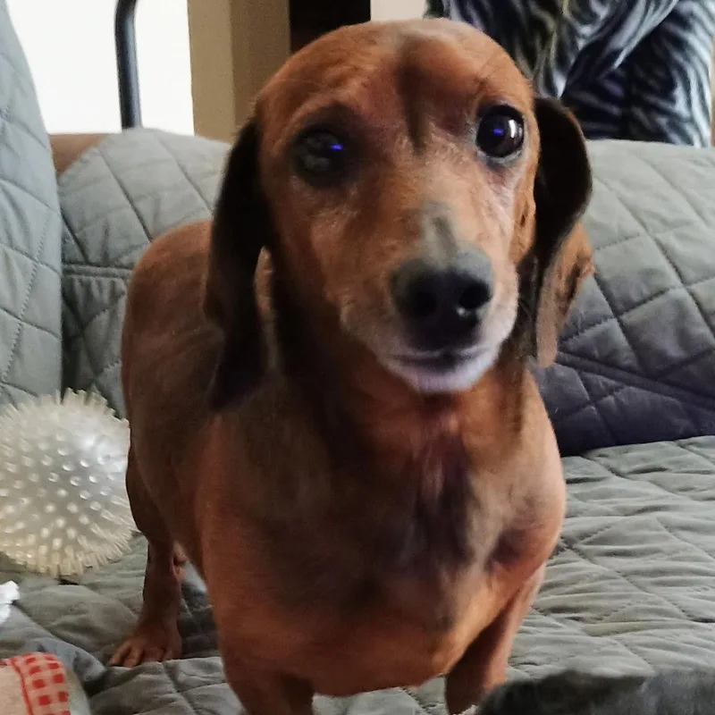 Frankie