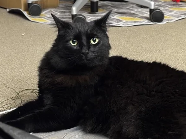 An adult small-sized female Domestic Medium Hair cat named Mocha for adoption in Sherwood, OR