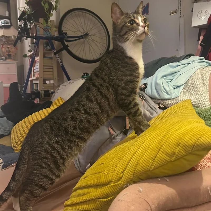 An adult large-sized male Brown / Chocolate Domestic Short Hair cat named Mike for adoption in Brooklyn, NY