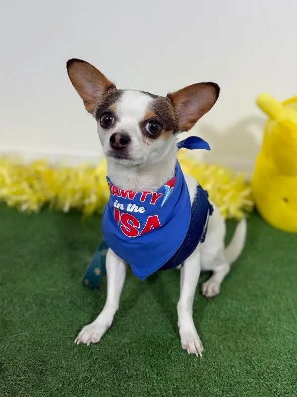 A young small-sized male White / Cream Chihuahua dog named Bonny for adoption in Carlsbad, CA
