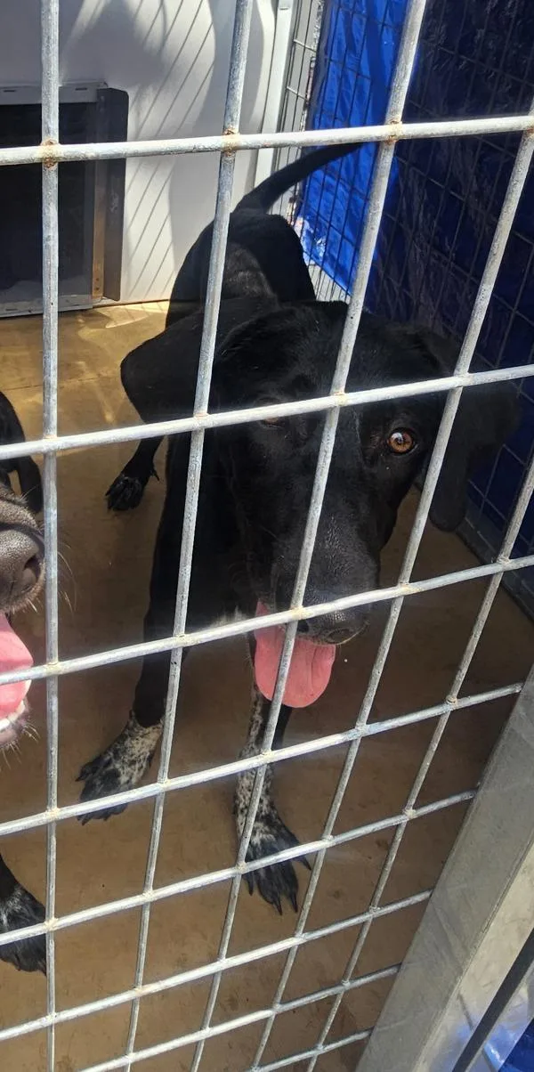 A young large-sized female Hound dog named Tamera for adoption in Cleveland, TN