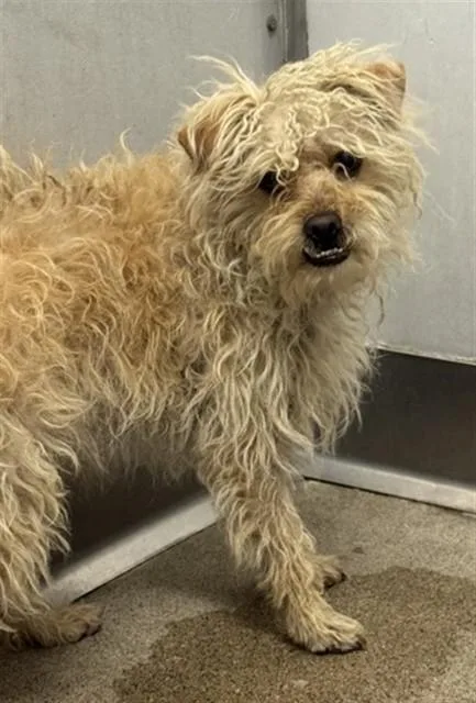 A young small-sized male Poodle dog named Craigster for adoption in San Bernardino, CA