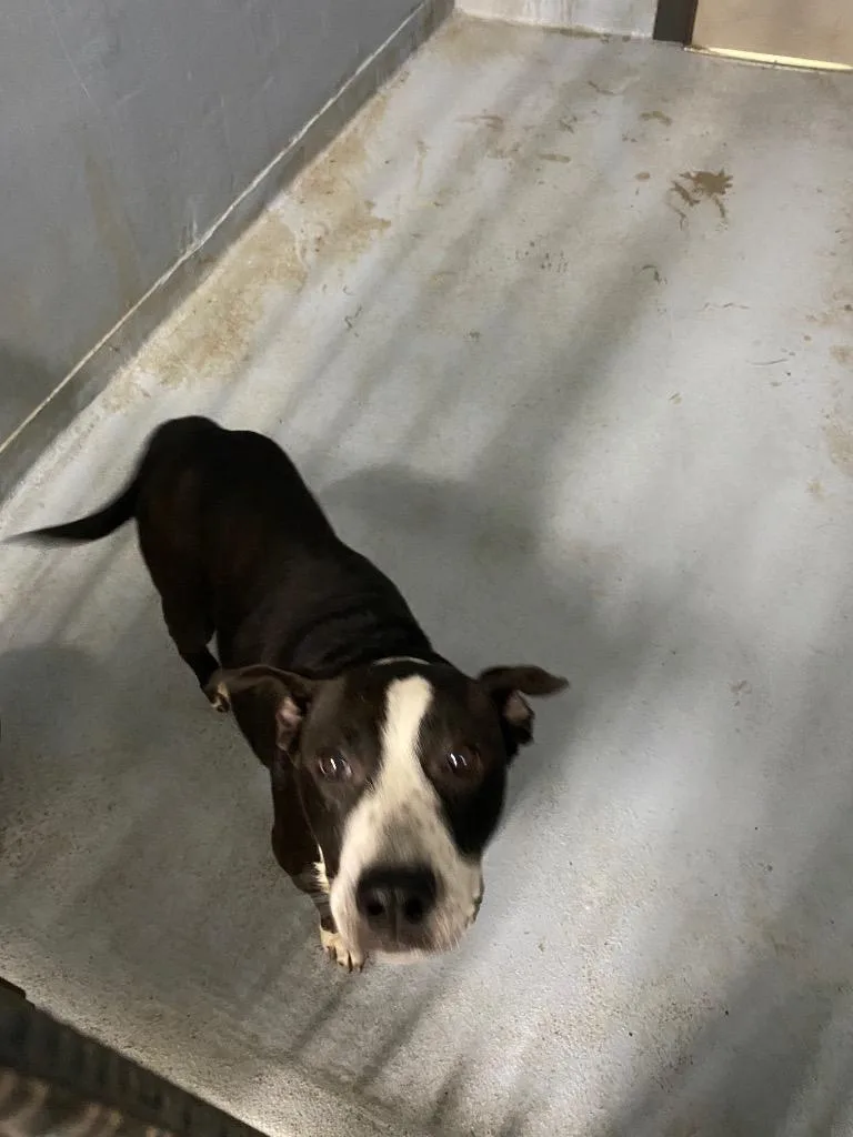 A young large-sized female Mixed Breed dog named Harriette for adoption in Cartersville , GA