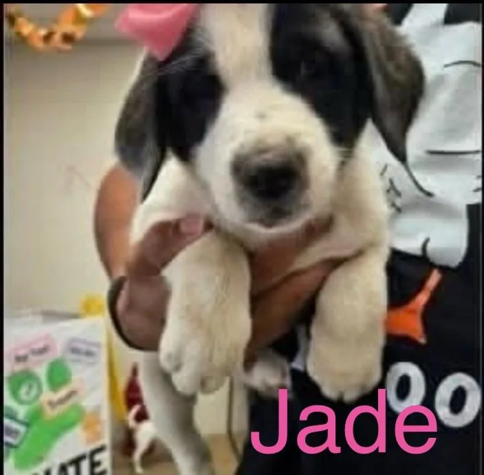 A baby large-sized female Black Border Collie dog named Jade for adoption in Hamilton, NJ