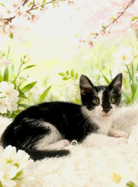 A baby small-sized male Tuxedo cat named Ludo for adoption in Tehachapi, CA