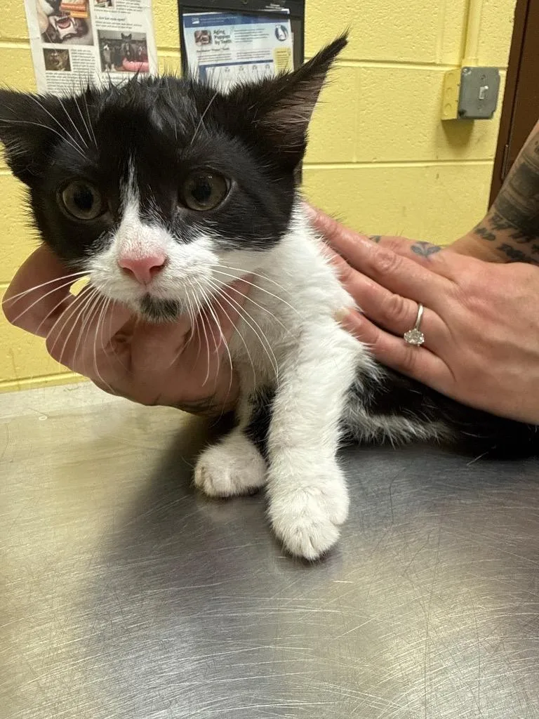 A baby small-sized male Domestic Short Hair cat named Bambino for adoption in Crossville, TN