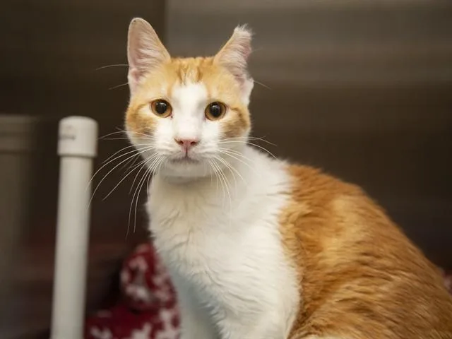 A young small-sized male Domestic Short Hair cat named Jareth for adoption in Phoenix, AZ
