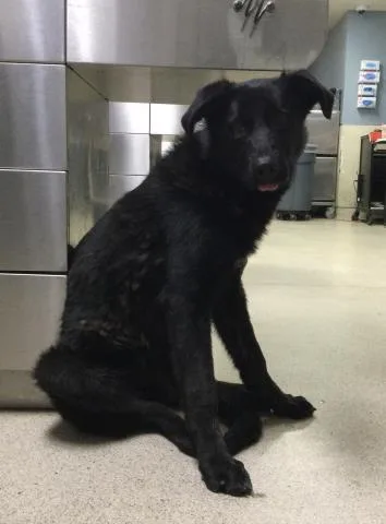 A young large-sized male German Shepherd Dog dog named Bagel for adoption in Riverside, CA