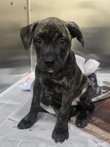 A baby small-sized female Pit Bull Terrier dog named Dara for adoption in Westland, MI