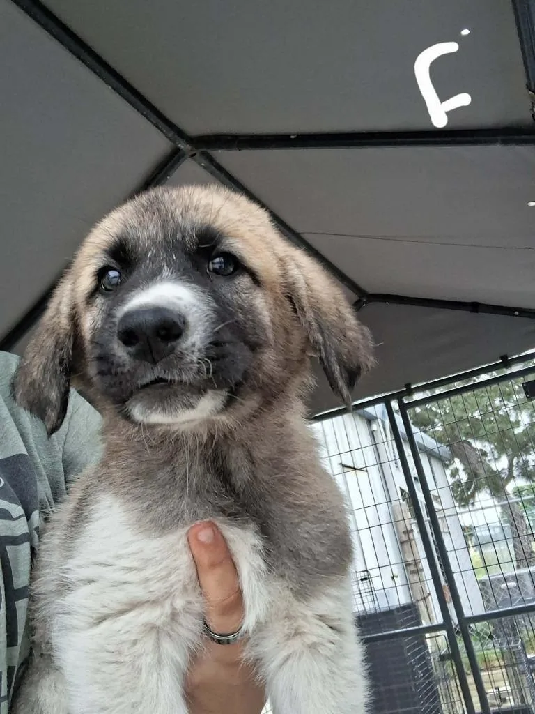 A baby large-sized female Anatolian Shepherd dog named Ahsoka Tano for adoption in Brownwood, TX