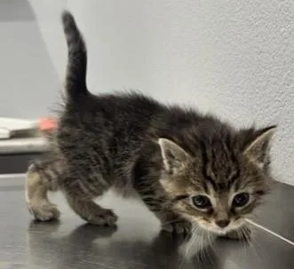 A baby medium-sized female Tabby (Brown / Chocolate) Domestic Short Hair cat named Maya for adoption in Pella, IA