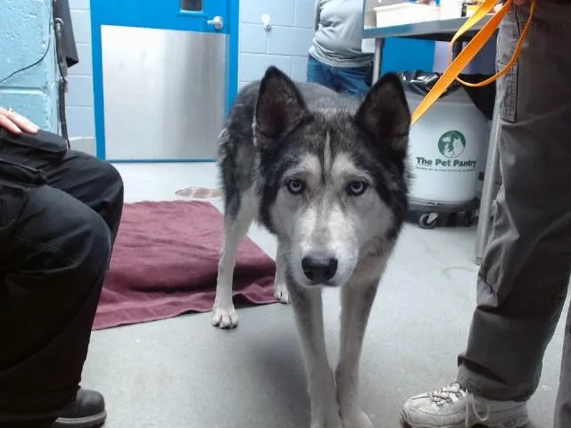 An adult large-sized male Husky dog named Max for adoption in Albuquerque, NM