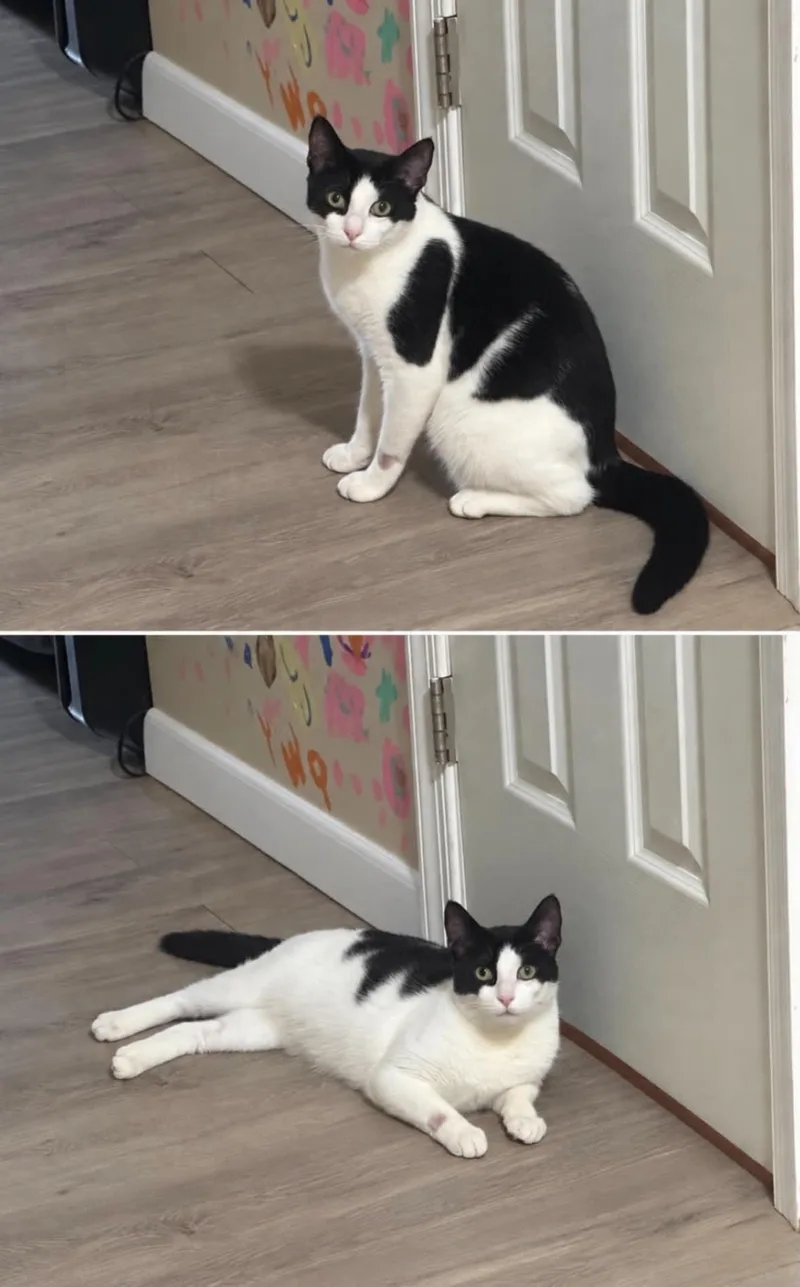A young medium-sized female Domestic Short Hair cat named Marnie for adoption in Manchester, MD