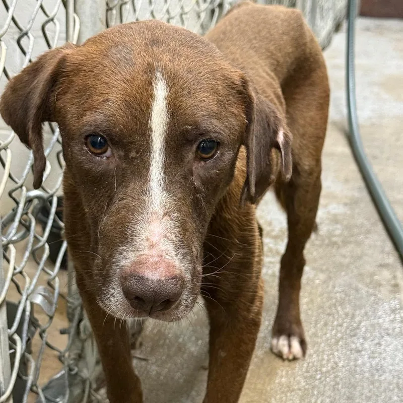 A senior medium-sized male Mixed Breed dog named Rocky for adoption in Millen, GA