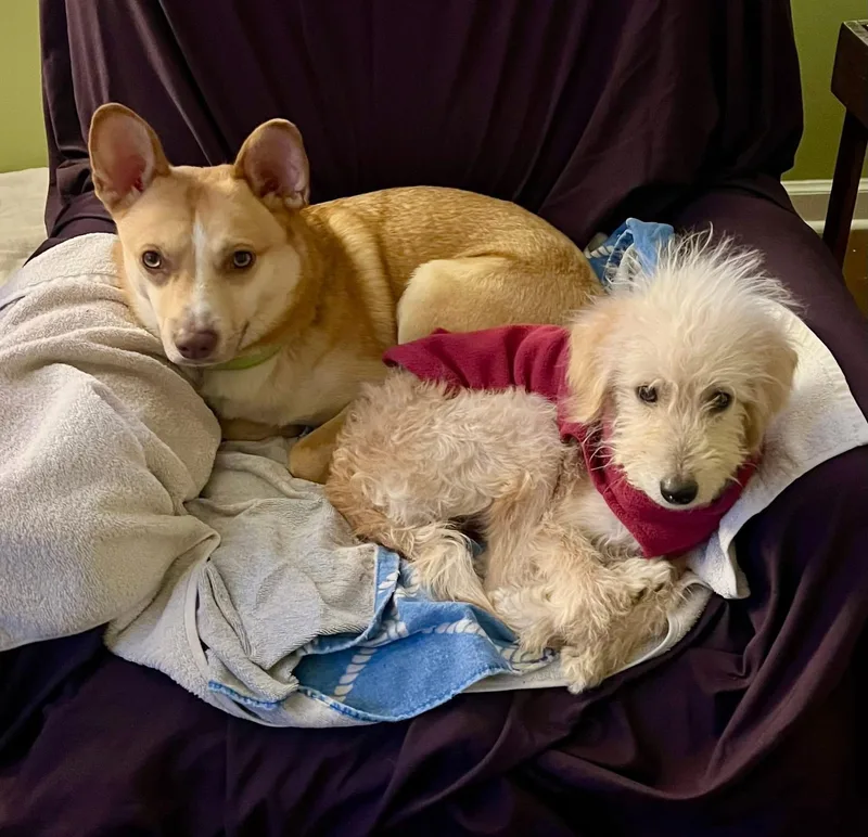 Russel