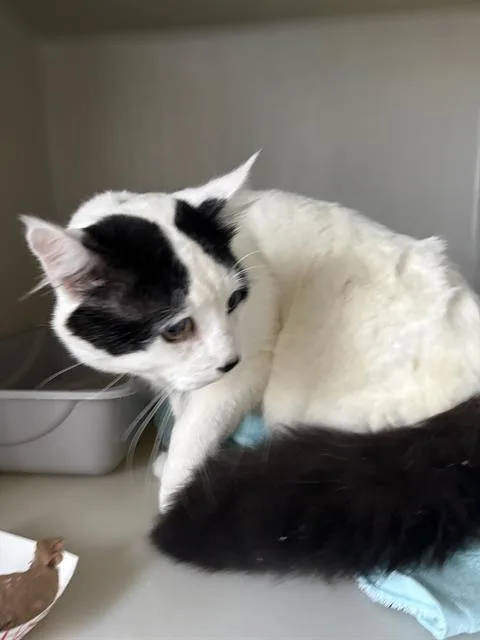 A young extra large-sized male Domestic Medium Hair cat named Cole for adoption in Santa Cruz, CA