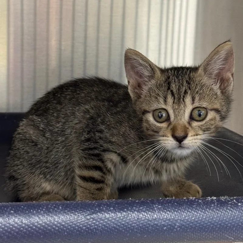 A baby small-sized female Torbie Domestic Short Hair cat named Opal for adoption in West Palm Beach, FL