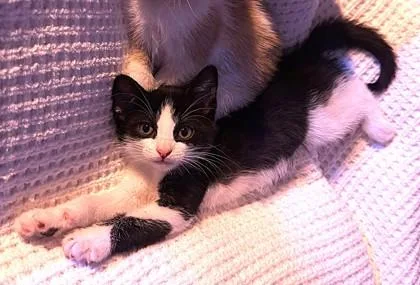 A baby small-sized male Black Domestic Short Hair cat named Milo for adoption in Kansas City, MO
