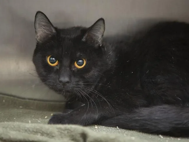 An adult medium-sized female Domestic Short Hair cat named Genie for adoption in Phoenix, AZ