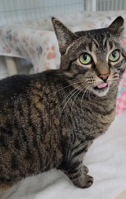 An adult medium-sized female Domestic Short Hair cat named Shica for adoption in Elmira, NY
