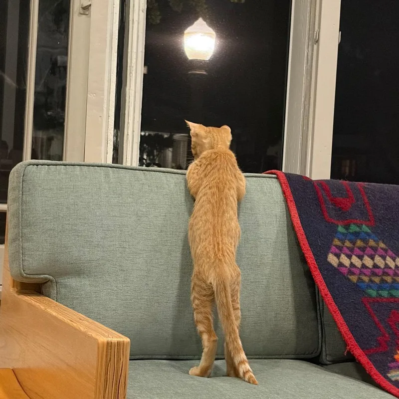 A baby small-sized male Orange / Red Domestic Short Hair cat named Mochi Costa Mesa for adoption in Chino Hills, CA