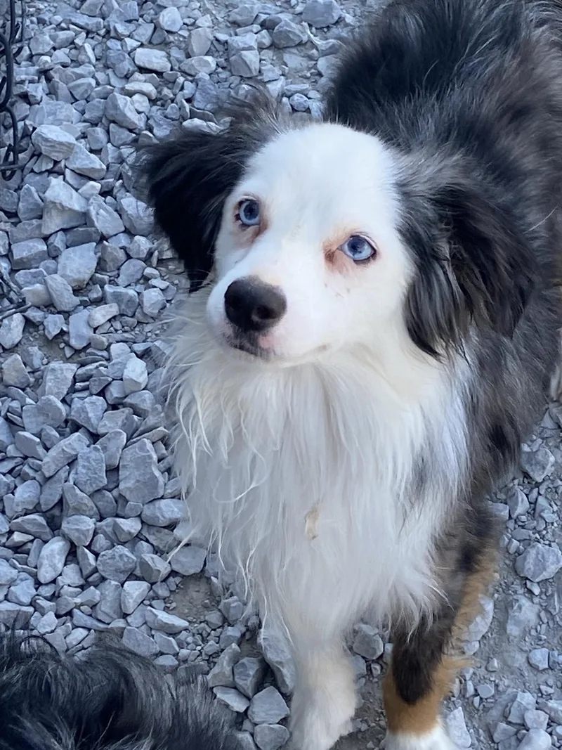 An adult small-sized male Merle (Blue) Australian Shepherd dog named Handsome for adoption in Hartford, KY