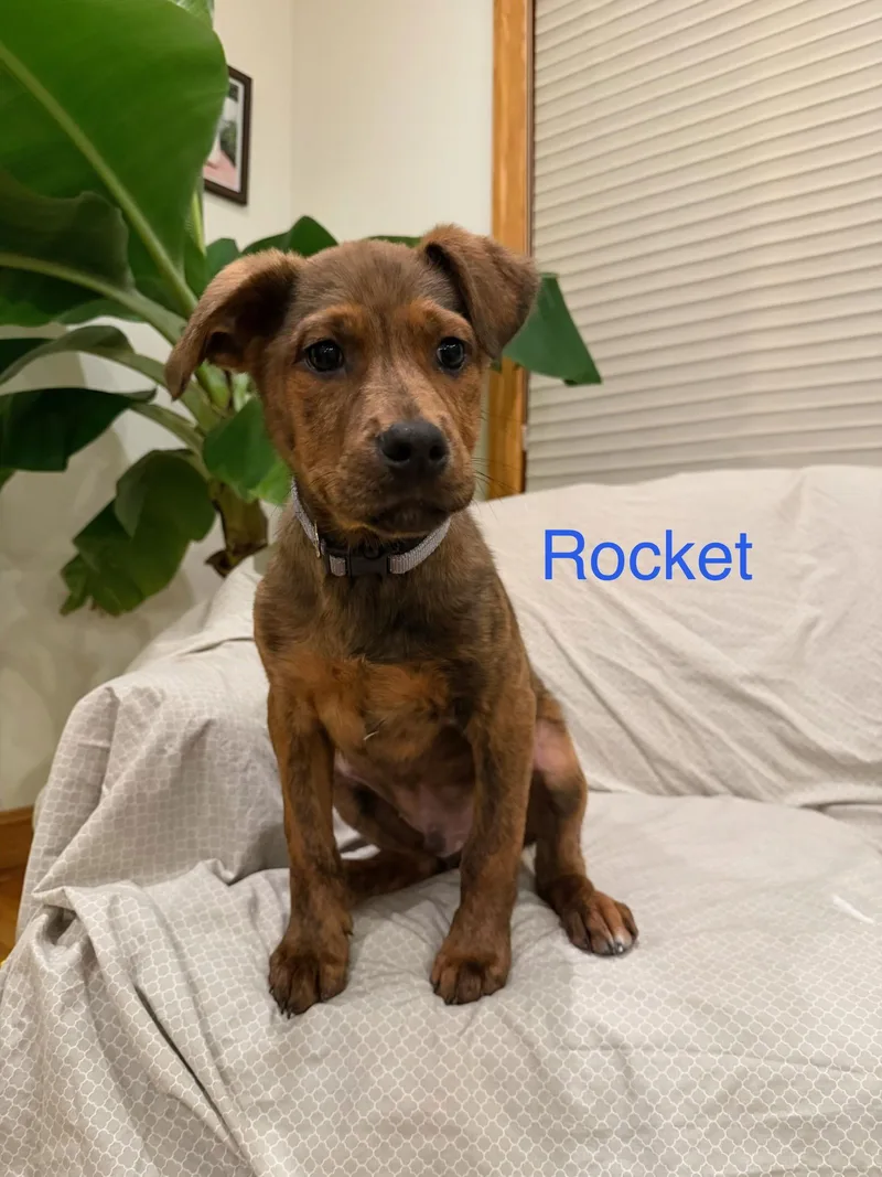 Rocket
