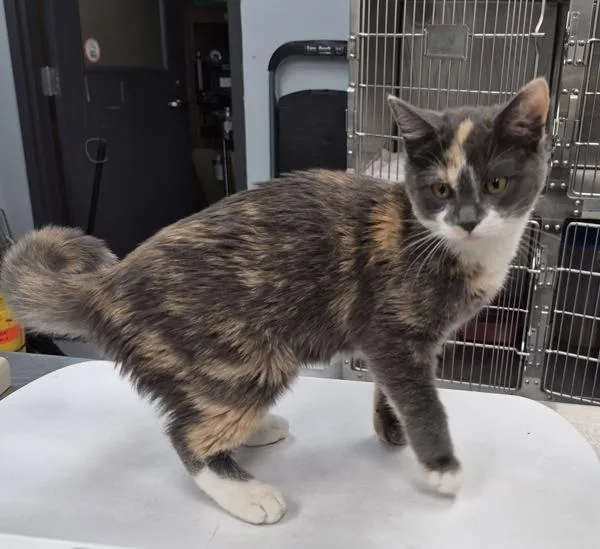 A baby small-sized female Domestic Short Hair cat named If for adoption in Lawrenceville, GA