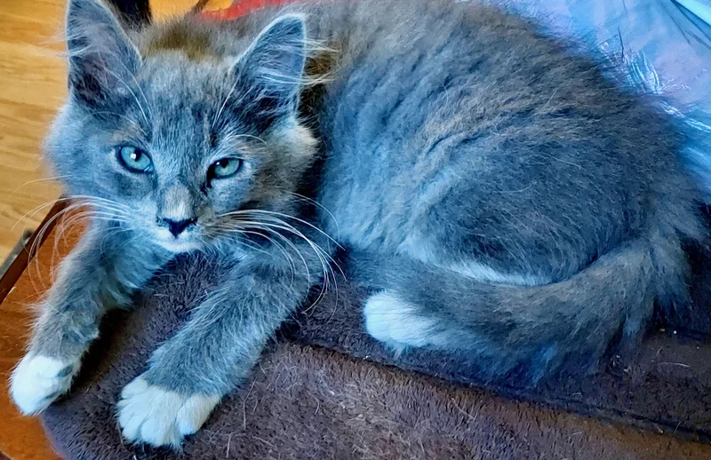 A baby medium-sized male Black Domestic Medium Hair cat named Chip & Charlie for adoption in The Dalles, OR
